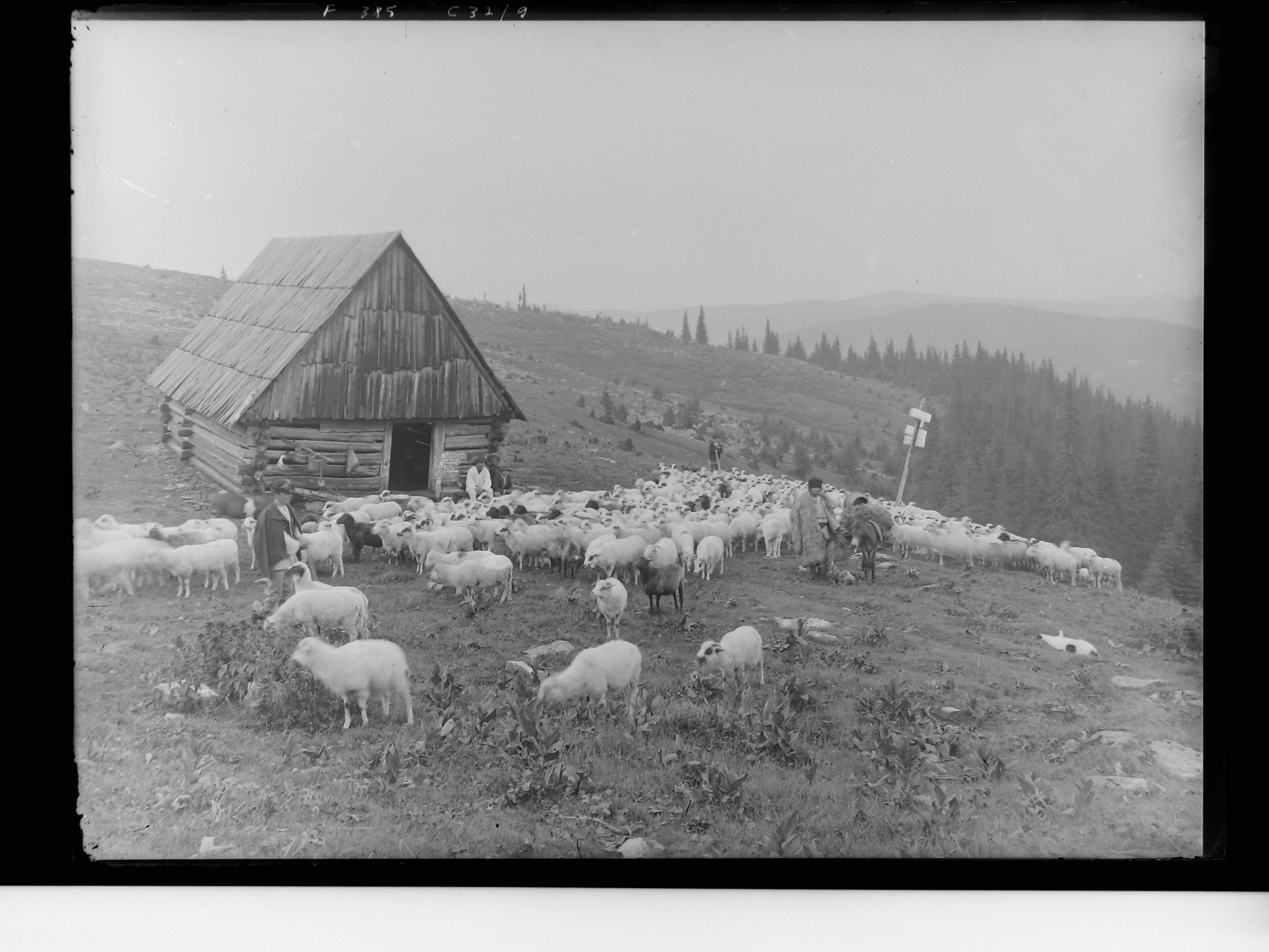 clișeu - Emil Fischer; Turmă de oi în fața unei stâni