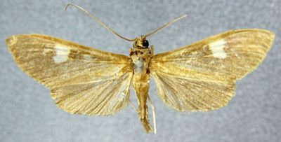 Ulopeza semivialis nigricostalis (Caradja, 1925)