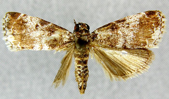 Macalla ridiculalis; Macalla pretiosalis (Caradja, 1925)