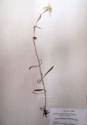 floarea de colți; Leontopodium alpinum Cass., 1821