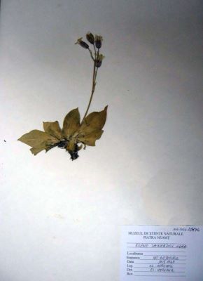 milițea; Silene zawadzkii; Herb 1843