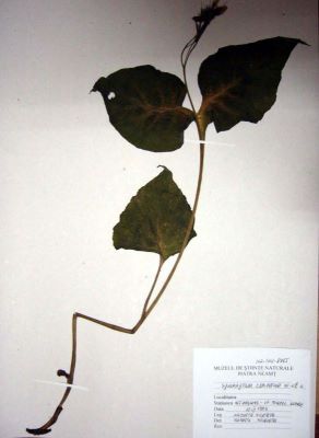 brustur negru; Symphytum cordatum; W. et K. 1802