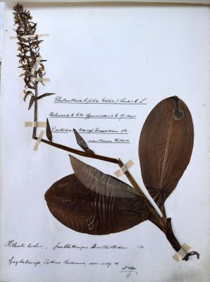 stupiniță; Platanthera bifolia (L.) Rich.