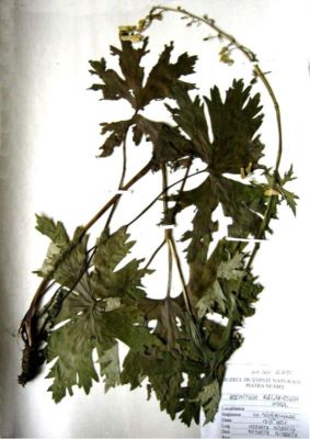 omag; Aconitum moldavicum Hacq. (1790)