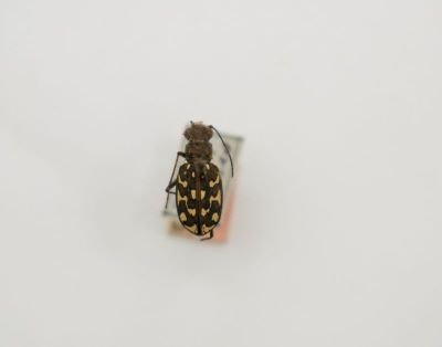 gândac; Lophyra (Lophyra) flexuosa sardea (Dejean, 1831)