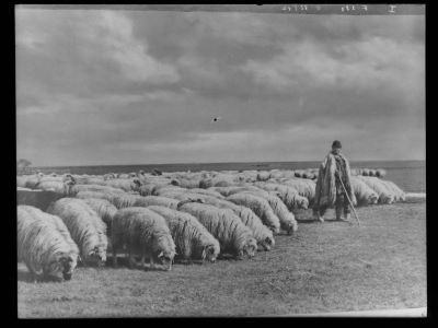 clișeu - Emil Fischer; Cioban cu oile la păscut