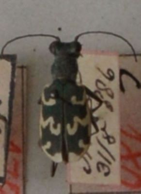 gândac repede; Cylindera (Eugrapha) arenaria viennensis (Schrank, 1781)