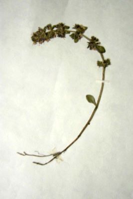 cimbrișor; Thymus pulcherrimus Schur (1866)