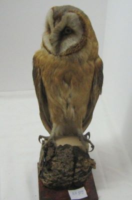 strigă; Tyto alba guttata (C. L. Brehm, 1831)