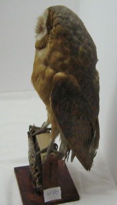 strigă; Tyto alba guttata (C. L. Brehm, 1831)