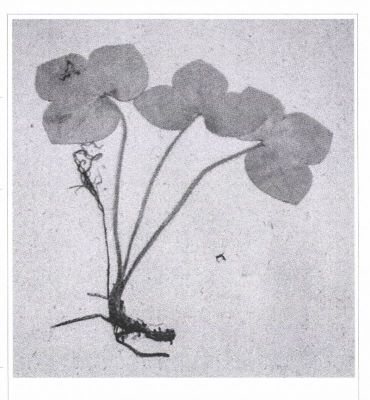 popilnic iepuresc; Hepatica nobilis; Miller 1768