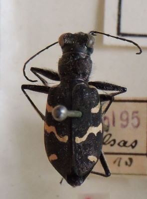 gandac repede; Cicindela (Cicindela) sylvatica; Linnaeus, 1758