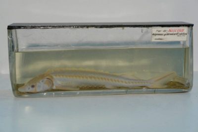 Nisetru; Acipenser guldenstaedtii; Brandt 1833