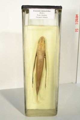 Exocoetus monocirrhus; Richardson 1846