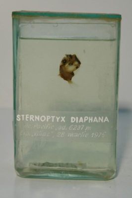 Sternoptyx diaphana; Hermann 1781