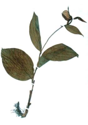 papucul doamnei; Cypripedium calceolus (Linnaeus, 1753)