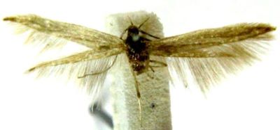 Coleophora korbi (Baldizzone, 1989)