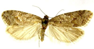 dicrorampha alaicana; Dichrorampha alaicana (Rebel, 1910)