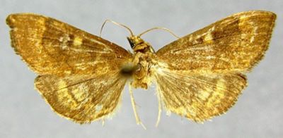 Pionea verbascalis f. intunecalis (Caradja, 1927)