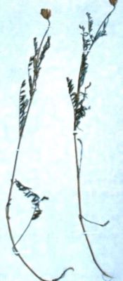 coșaci; Astragalus cornutus (Pall., 1771)