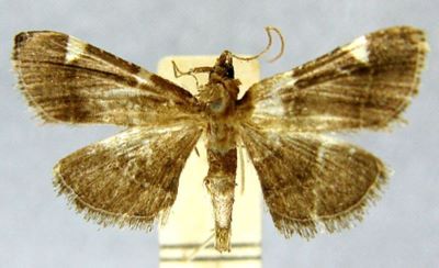 Hypsopygia costaeguttalis (Caradja, 1933)