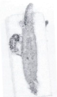 Talaeporia isozopha (Meyrick, 1936)