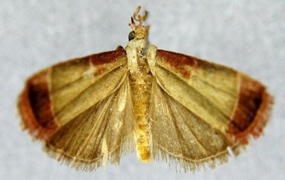 Herculia violaceomarginalis (Caradja, 1935)