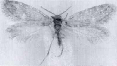 Mnemonica argyrolepidella (Fuchs jr.)