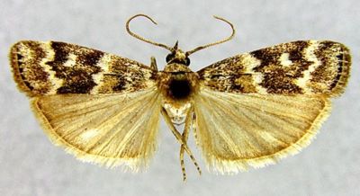 Dioryctria schutzeella (Fuchs, 1899)