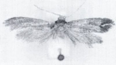 Episcardia darjeelingus (Zagulajev, 1964)