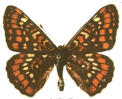 euphydryas maturna, ssp. partiensis; Euphydryas maturna (Linnaeus, 1758), ssp. partiensis (Varga, 1973)