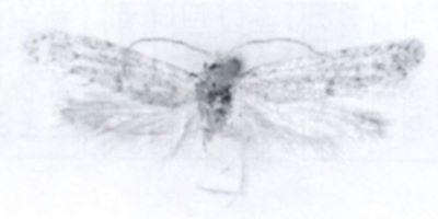 Ateliotum diluticornis (Walsingham, 1897)