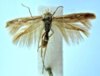 Scythris maculatella var. albescens (Chretien, 1915)