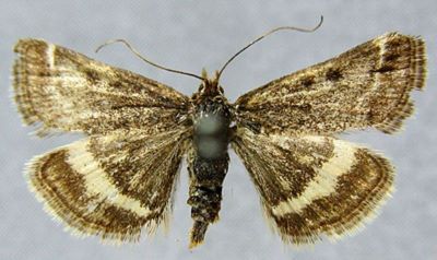 Pyrausta szetschwanalis (Caradja, 1927)