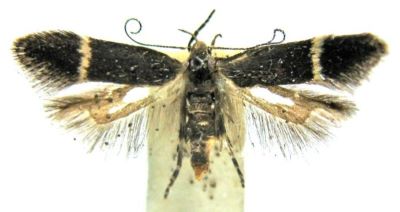 Anacampsis biformella (Schutze, 1902)