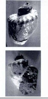 radix coronatus - holotip; Radix (Adelinella) coronatus (Marinescu, 1992)