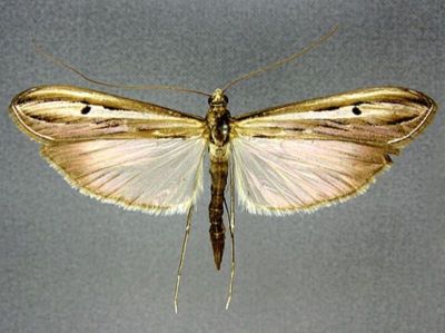 Euclasta gigantalis (Viette, 1957)
