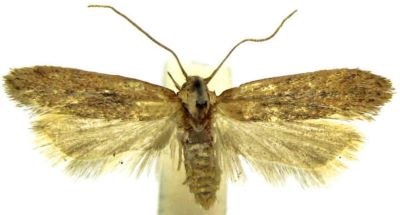 Brachmia fulvidella (Walsingham, 1897)