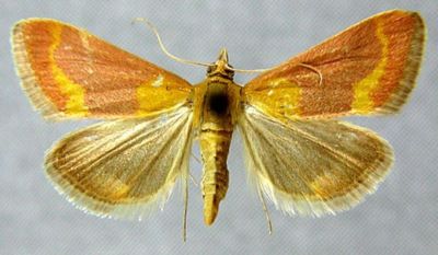 Pyrausta neglectalis (Caradja, 1916)