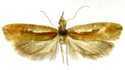 Oridryas isalopex (Meyrick, 1938) var. mienshanensis (Caradja, 1939)