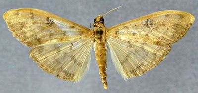 Pyrausta diniasalis var. capnosalis (Caradja, 1925)