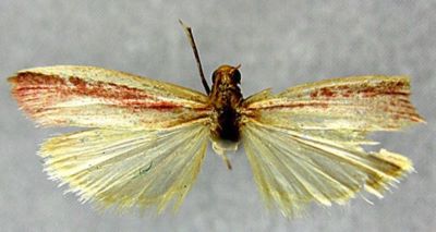 Commotria longipennis (Caradja, 1936)