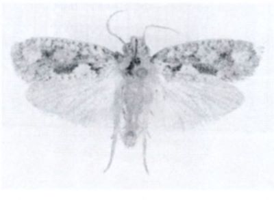 Hypoclopus parvus (Walsingham, 1897)