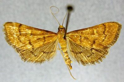 Stenia punctalis f. mutantalis (Caradja, 1928)