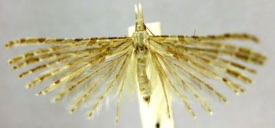 Orneodes longipalpella (Caradja, 1939)
