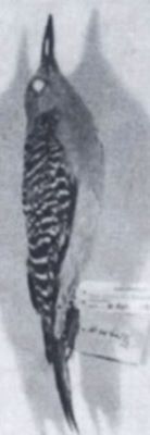 ciocănitoare; Melanerpes aurifrons (Wagler, 1829) syn. Centurus aurifrons