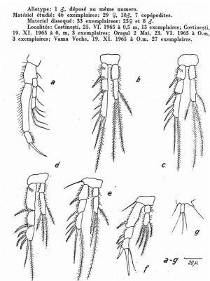 Klieonychocamptus kliei ponticus (Marcus, 1971)