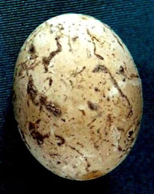 ou de pasăre pietrificat; Ou pietrificat