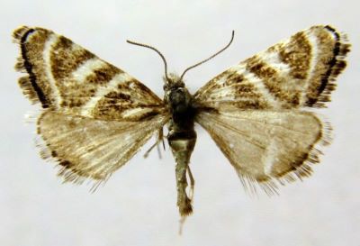 Mimasarta niveifascialis f. alaicalis (Caradja, 1928)