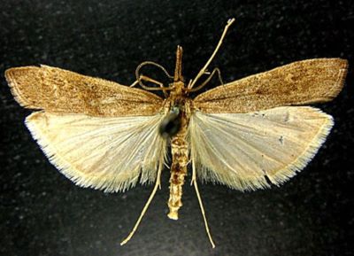 Crambus matricella f. obscurus (Caradja, 1931)